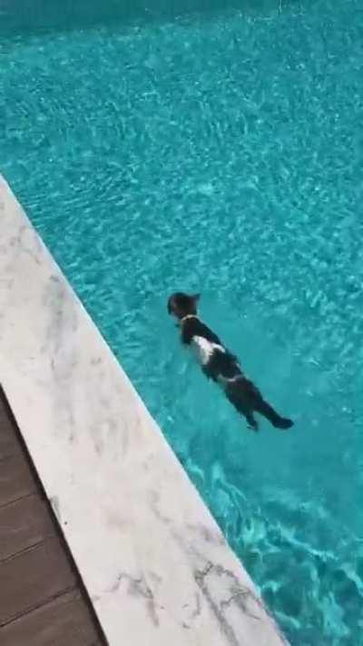 Swimming time 😼