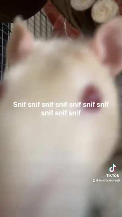 Dr Remy and Dr Snuk experts in sniffology