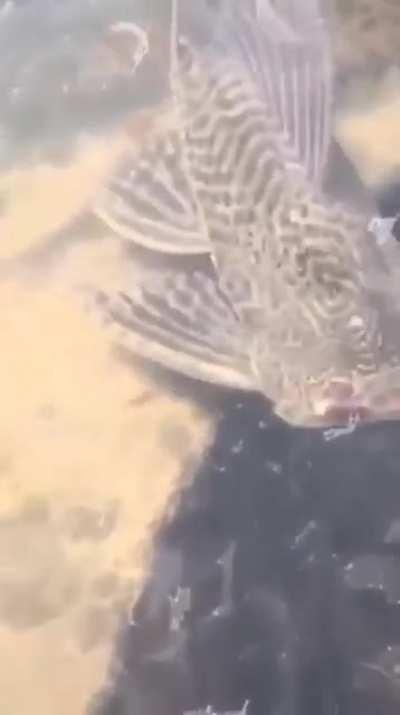 Рыбка выживака