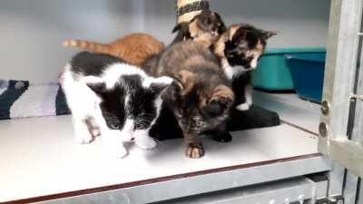 First time posting here. The one thing I learned about kittens in the shelter: if one starts screaming, the rest soon follows