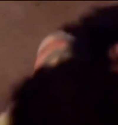 Monkey Meets his monke girlfriend 😸