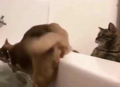 Cat experiences the most brutal of betrayals