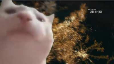 Everybody when the episode intro music starts to kick in