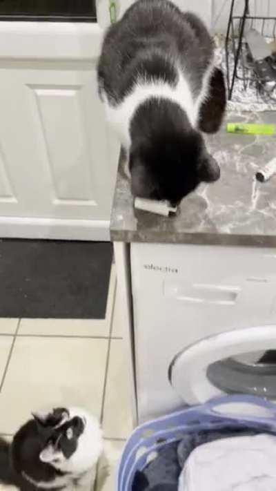 My cat is an asshole