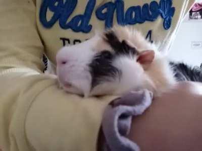 (I did NOT put my arm on his neck, he chose to place his chin there..) Does anyone know an effective way to calm a pig down, he makes this noise when i hold him but not when im laying down next to him