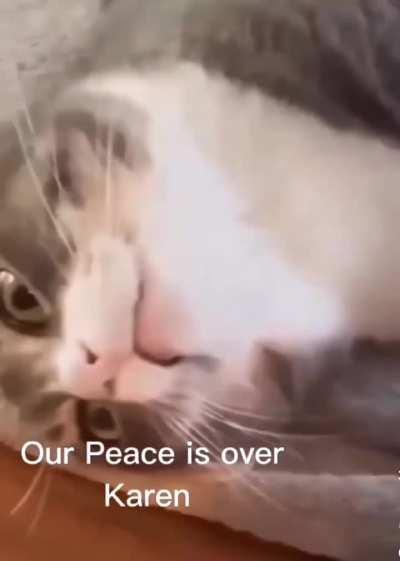 Cat thought this was gonna be a child-free household 