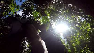 Blowing him in the Hawaii rainforest -- just off the main trail on Tantalus