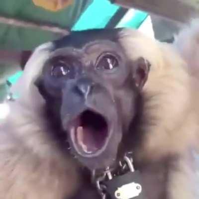 o macaquinho fica surpreso