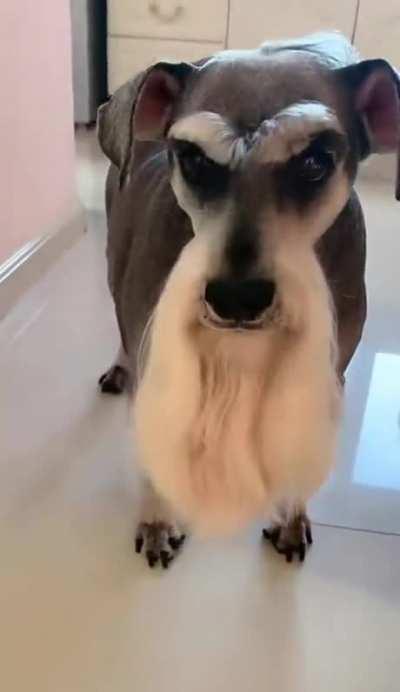 If he barks I will consider that a wisdom