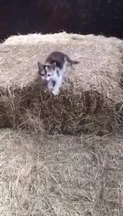 Little Kitten with Assassin Creed style (watch it till the end with sound ON) XD