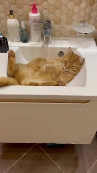learn how to relax cat