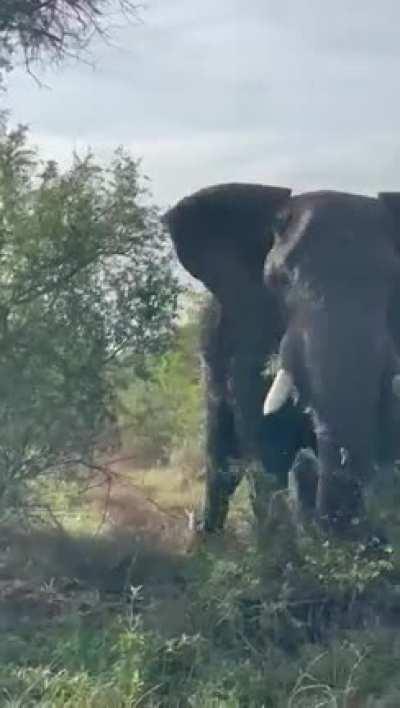 WCGW pushing an elephant too far