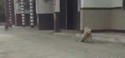 is that poor dog hurt?.... Oh....