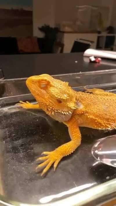 Gizmo loves his baths!