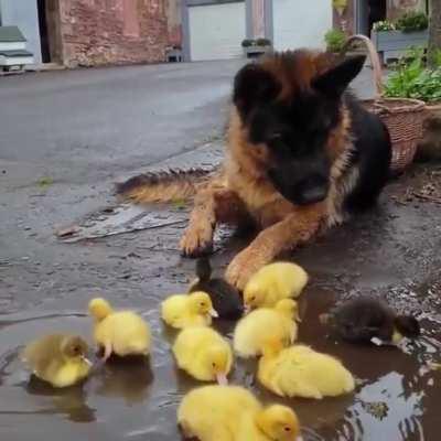 Doggo and ducklings