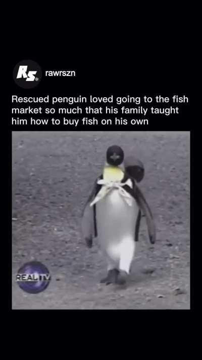 Rescued penguin loves going to the fish market