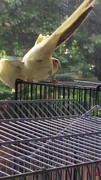 My birb thinks he is bathing in that rain