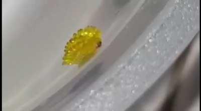 I finally catched my Cake Day in time. I remember one were supposed to share the first favourite on this occassion, no? Here is mine: Gummy Worms