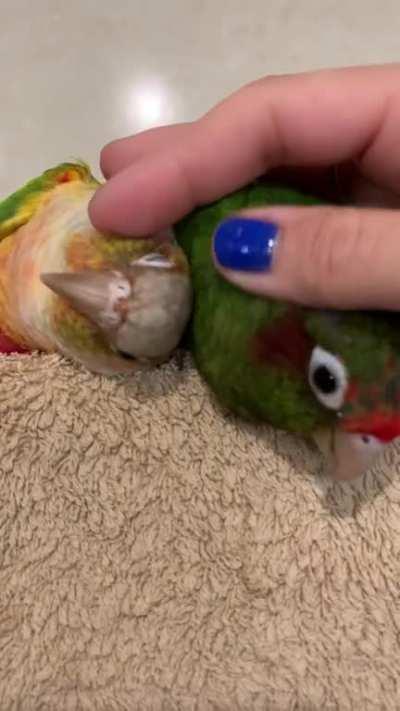 My babies waiting patiently for their scritches