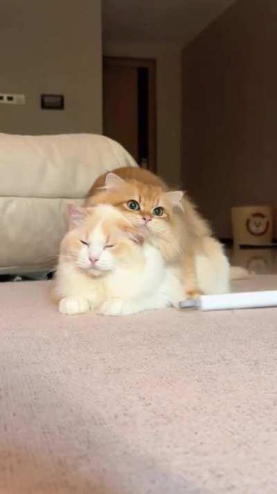 They are very good friends