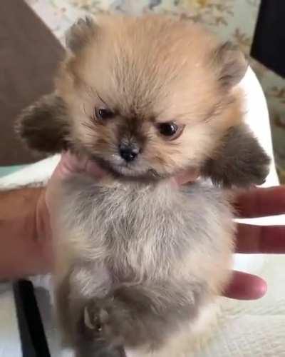 Even grumpies need a haircut 💇‍♀️