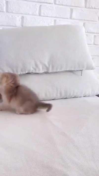 The smallest feline is a masterpiece.