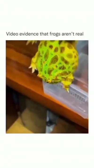 Silliest creatures on earth 🐸