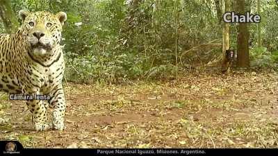 Tremenda mirada de Chake en el Parque Nacional Iguazú, Misiones