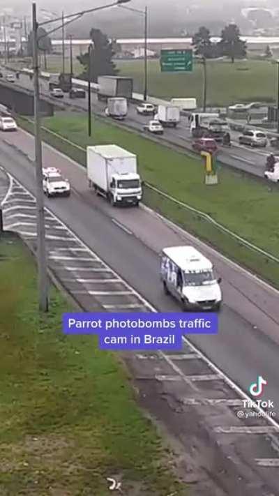 Spreading Birb Love: Day 20