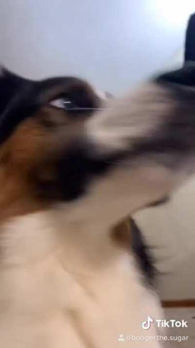 When he hears anything out of his direct line of sight 😂