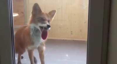 Fox being glasswasher