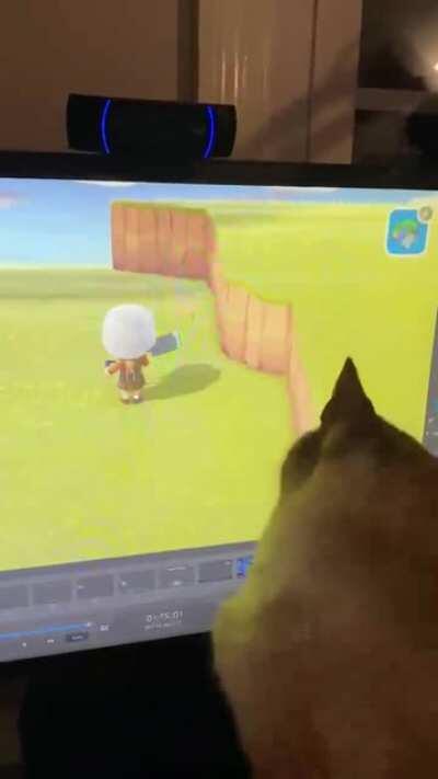 Cat trying to catch a butterfly on the screen