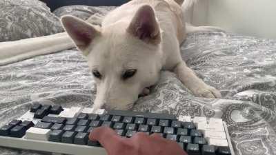 doge doesn't like the thocc