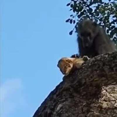 O rei leão por trás das câmeras.