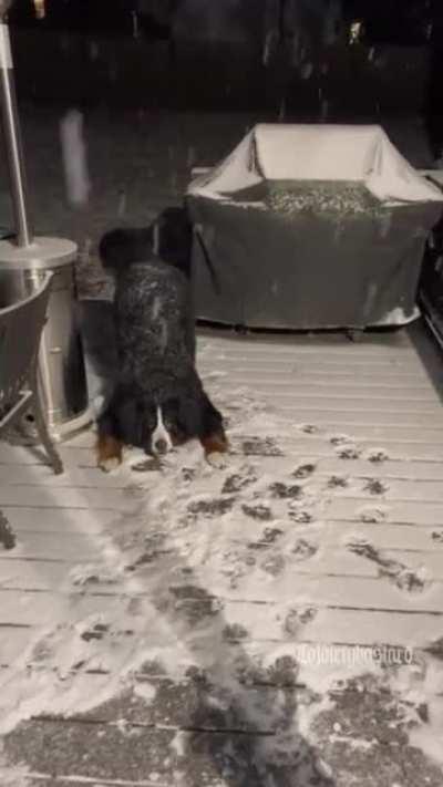 Doggo refuses to come inside when it's snowing.