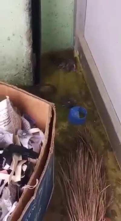 Крыса спасает своих крысят во время потопа