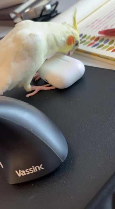 Anyone else’s cockatiel try to incubate their AirPods? 🥚 💀
