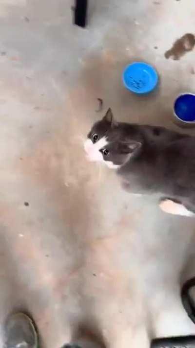 A gurgling yell? A yelling gurgle?