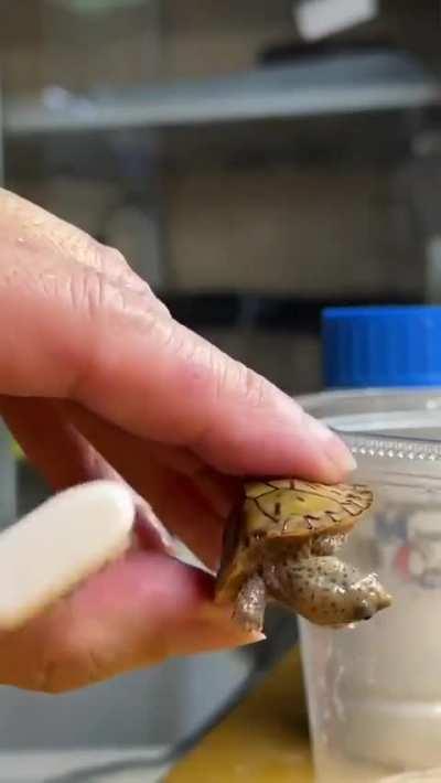 Owner washing their baby turtle