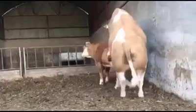 Yyyyn moment: farm version