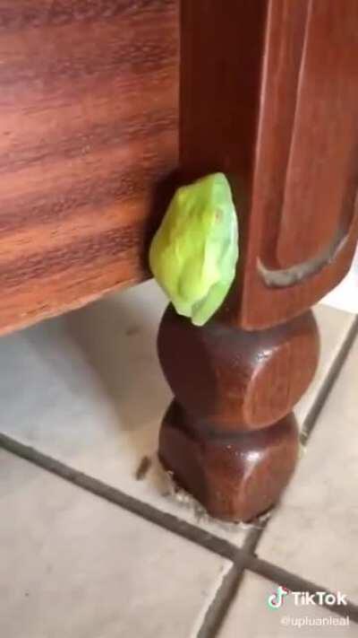 confundiu adesivo com sapo, cra é cego q nem macaco lol,