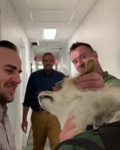 This person took their corgi for a walk!