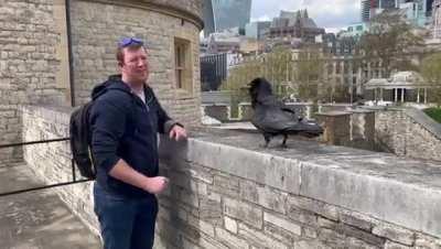 This Raven seems to be in love