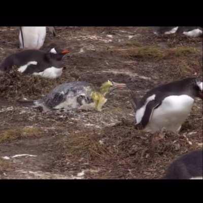 Penguin is shitty to another penguin