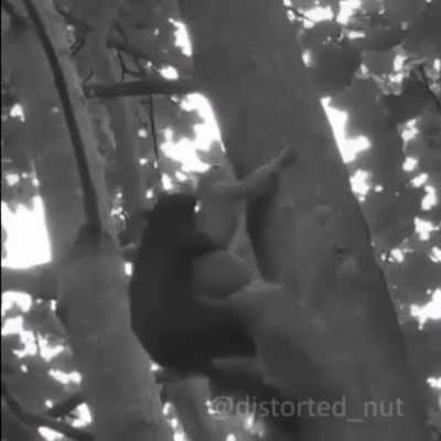 There was an attempt to reproduce