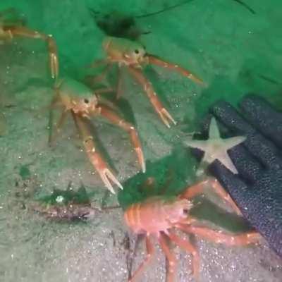 crab crab crab crab crab crab hand!? hand hand hand hand