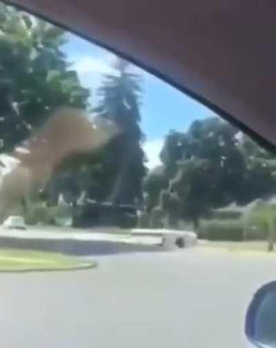 spongebob while on a driving test