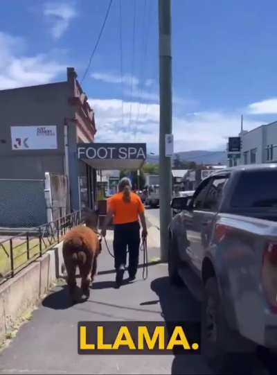 Aussie interaction regarding an alpaca.
