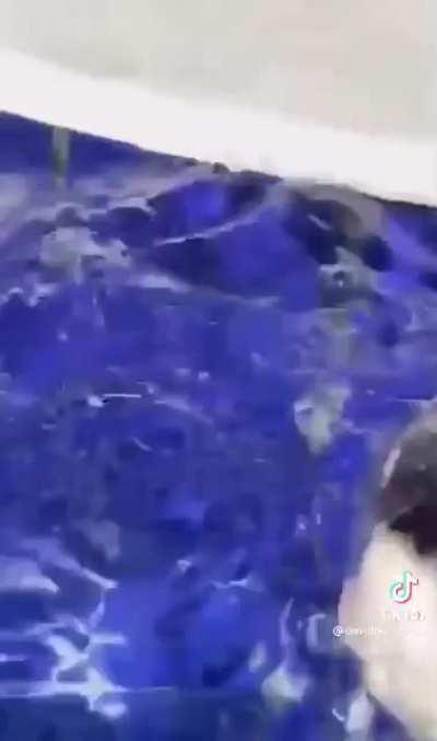 i’m sorry this is so funnt