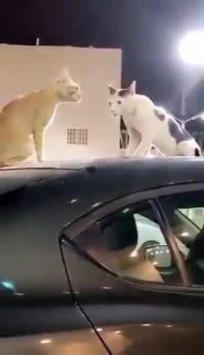 NEVER EVER INTERRUPT A HITCAT